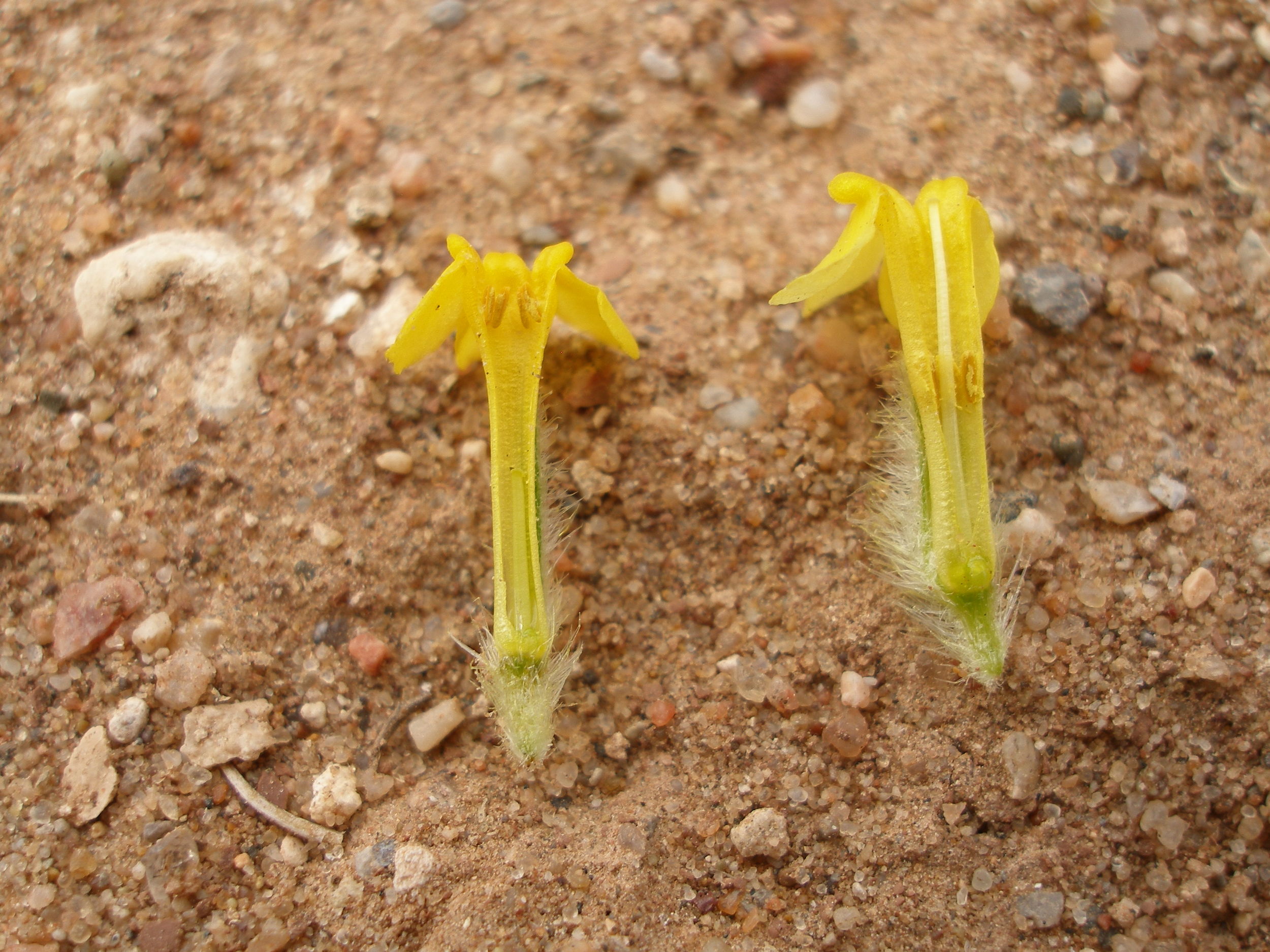 Evolution and Development of Heterostyly