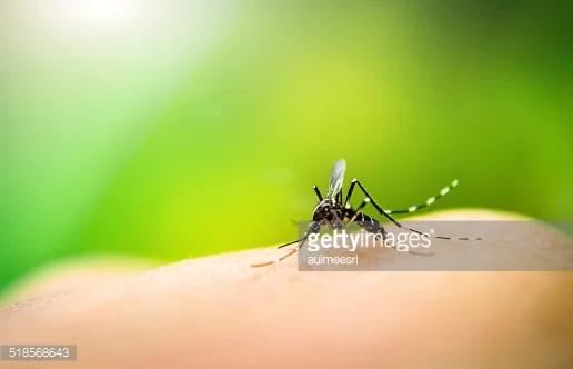 DEET Considered Safe for Pregnant Women