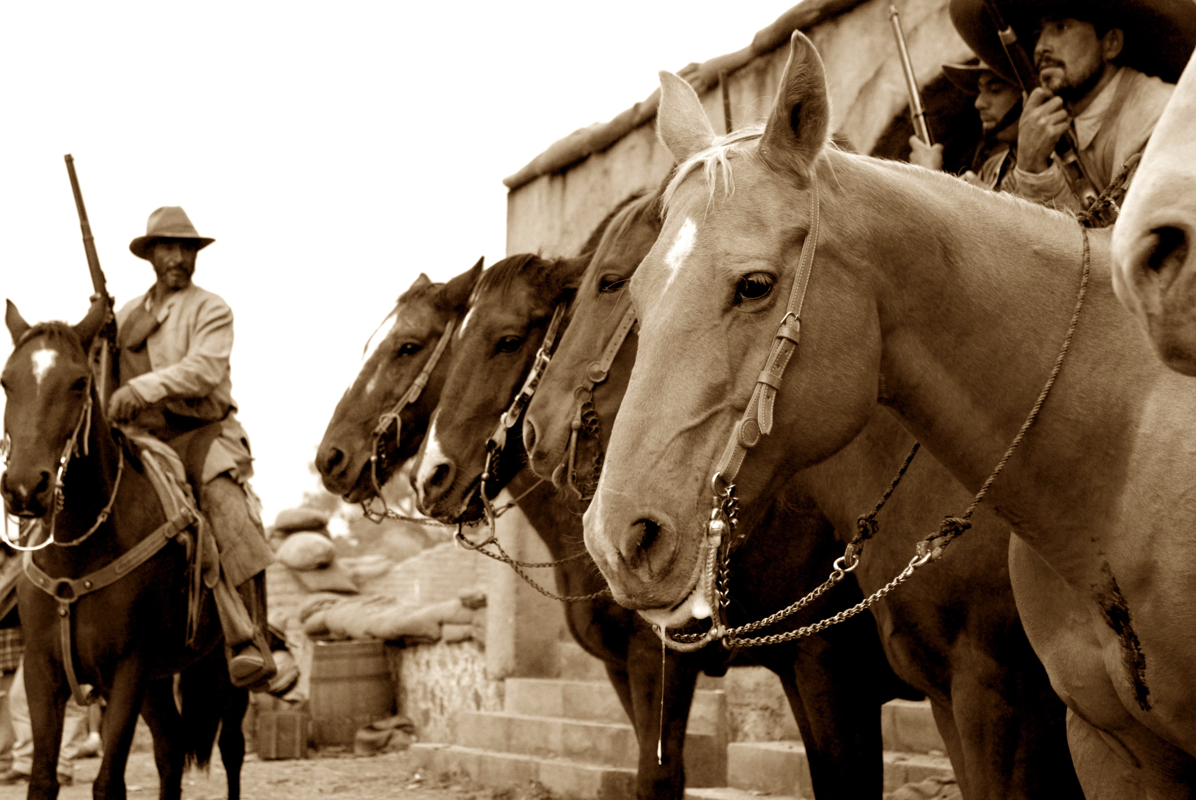 horses-en-fila.jpg