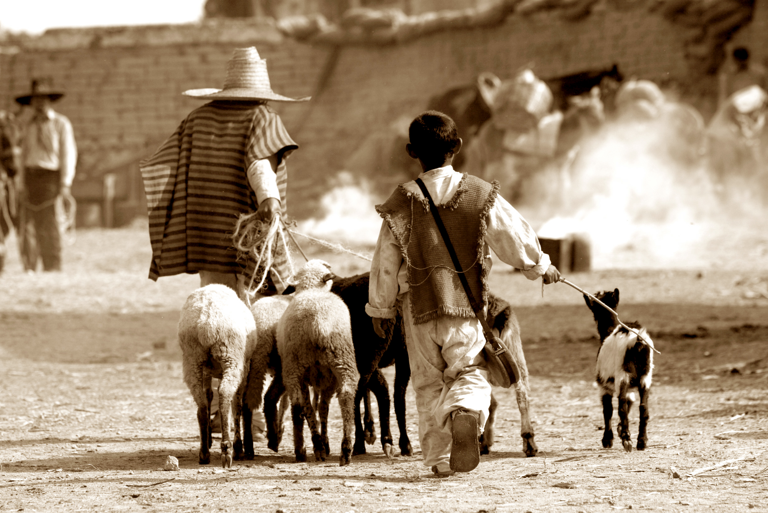 nino-w-sheep.jpg