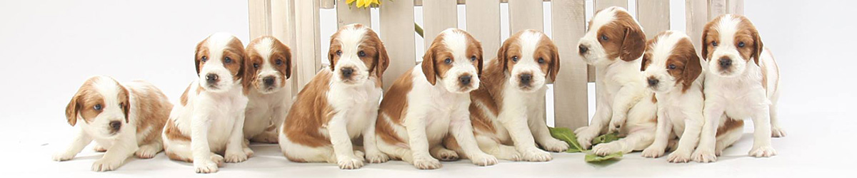 puppies2.jpg