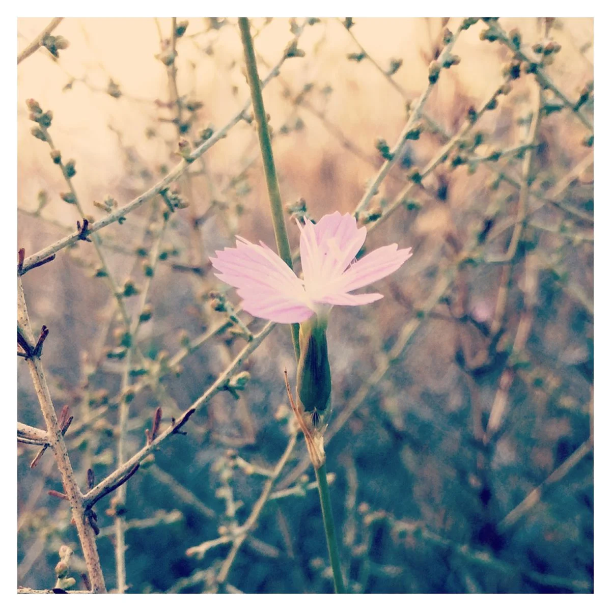 wüstenblume.jpg