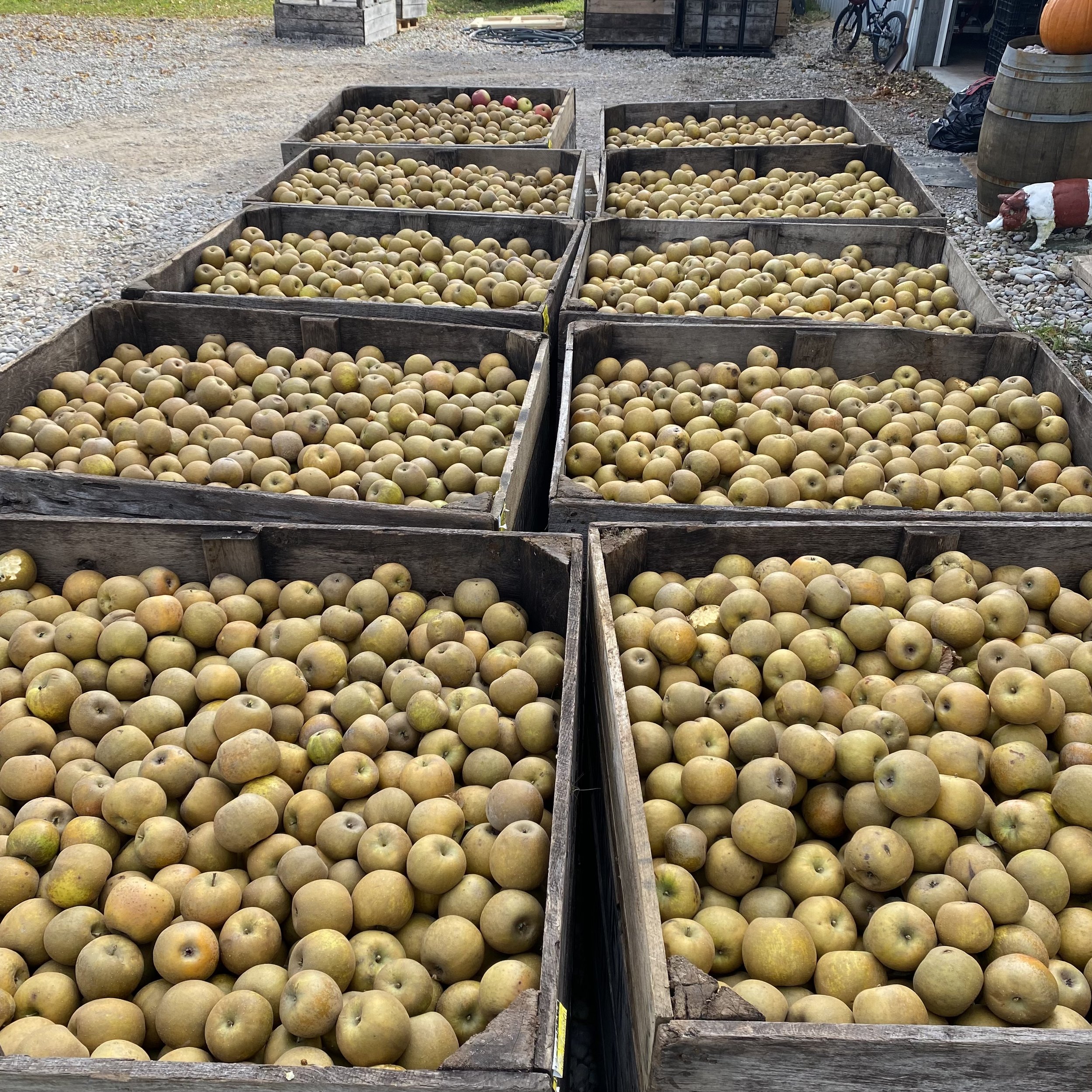 golden russet apples.jpg