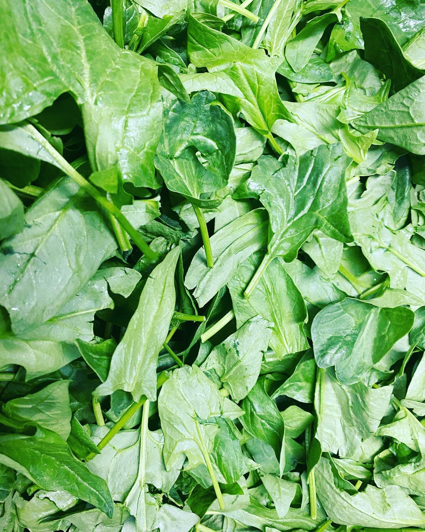 We&rsquo;ll have spinach at the tap room this evening by 5:30pm. And there are only 9 bags!!!!
#getallthespinach
#pifcider
#eatyourveggiesdrinkyourfruit