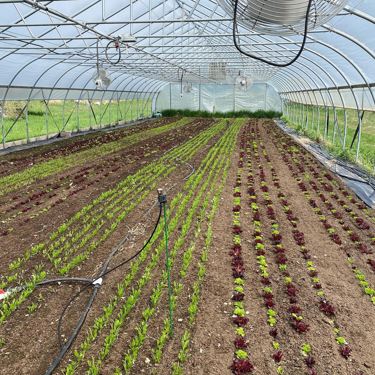 There is nothing quite like a freshly cultivated and weed free hoophouse. #salad #northernmichiganfarming