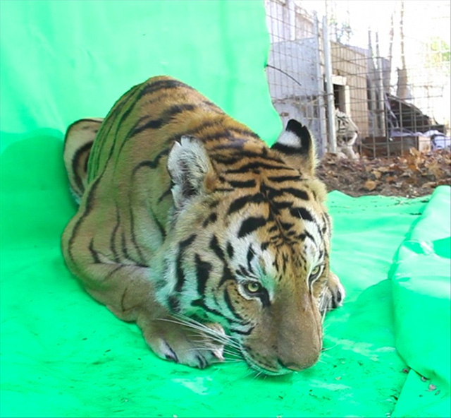 TRG Reality Superbowl Commercial Contest image. 