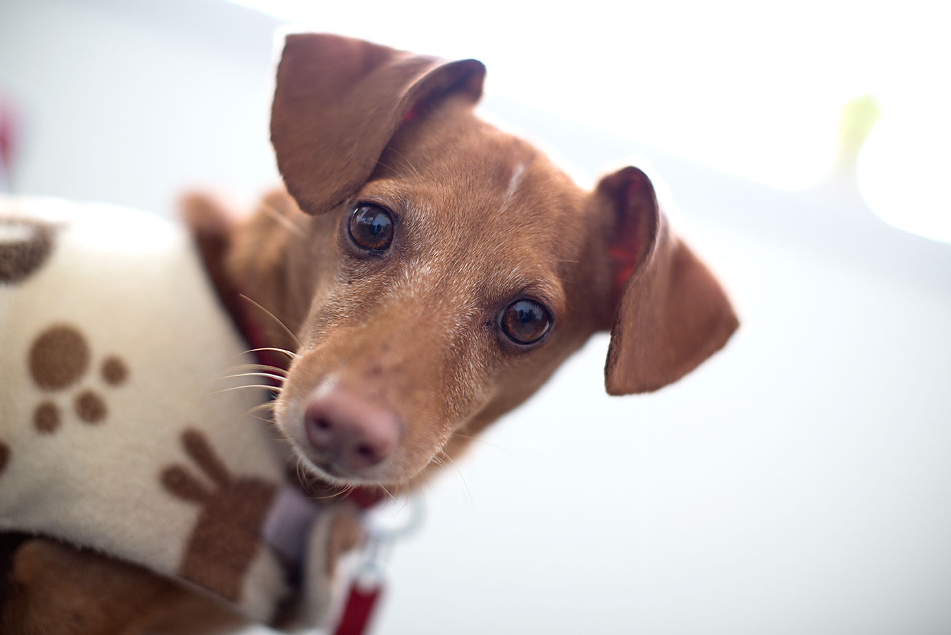 One of the studio dogs at TRG Reality. 