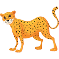 Cheetah