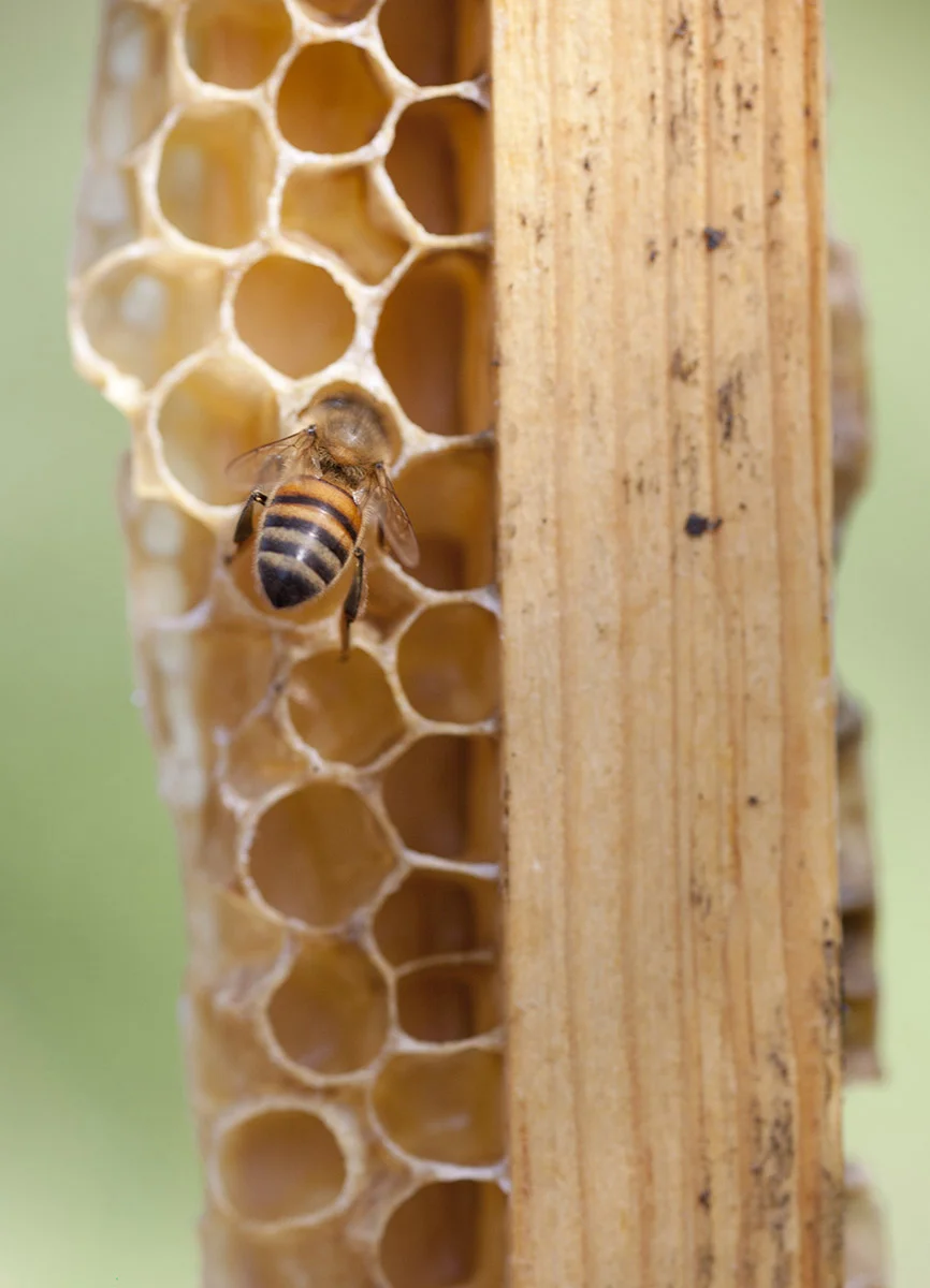 Bees32.jpg