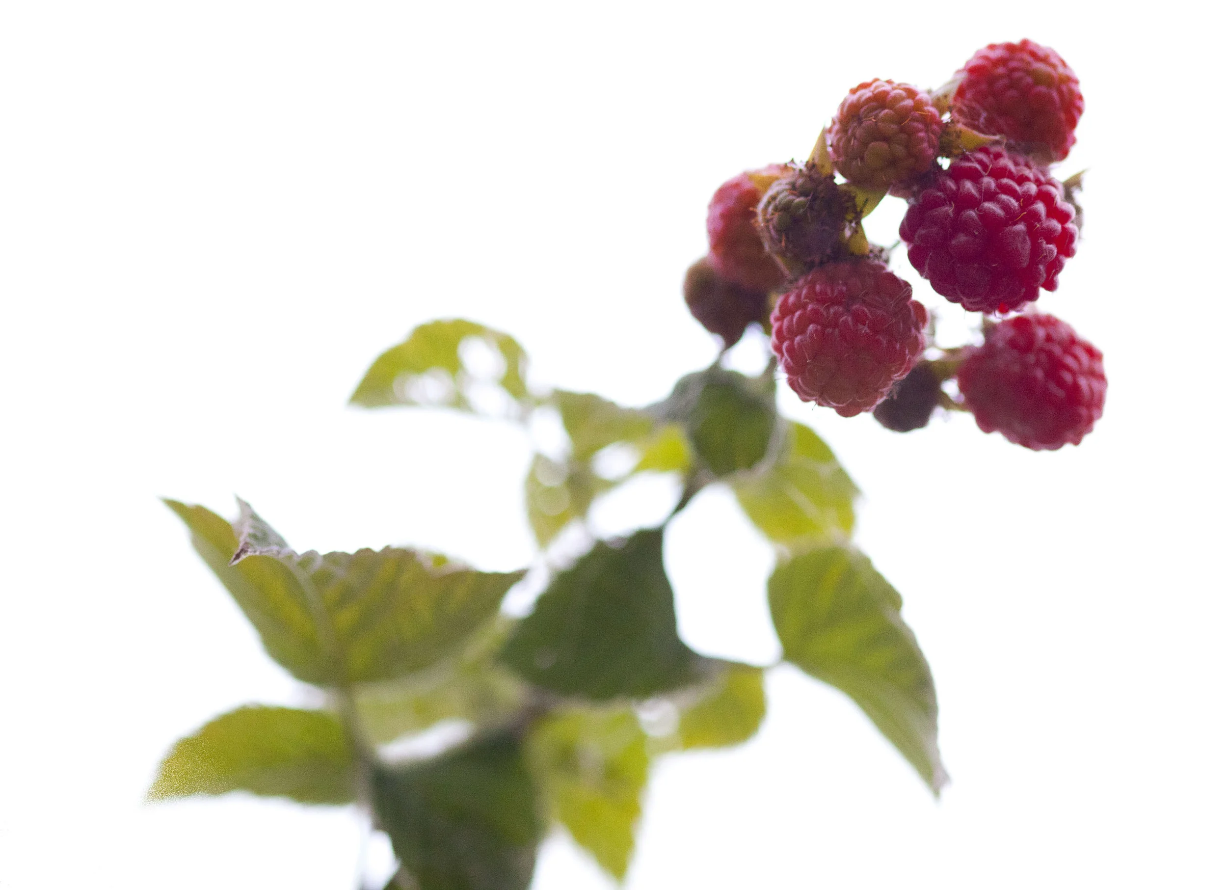 HomeGarden67.jpg