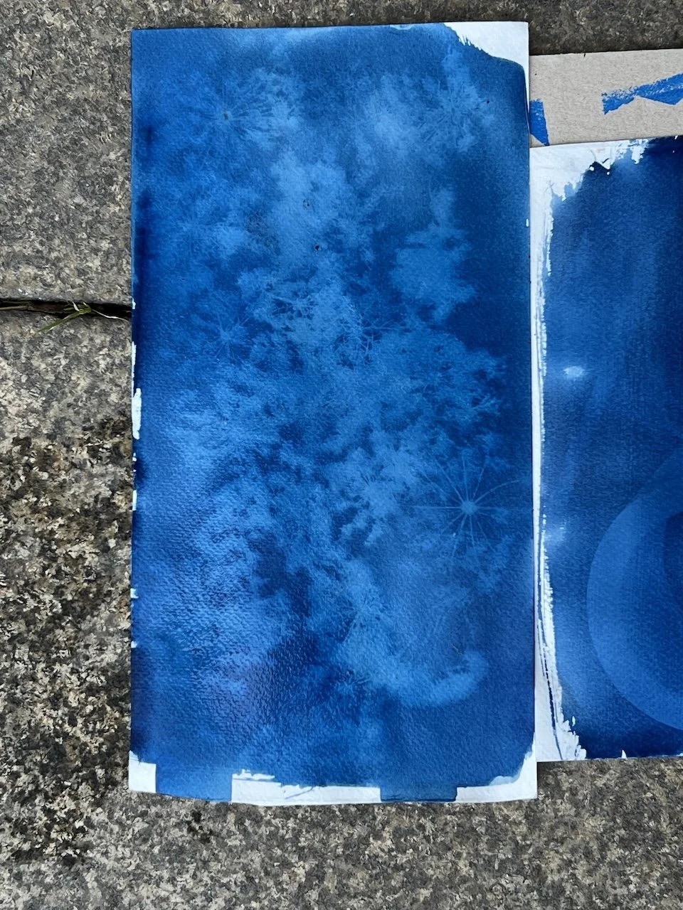  erste resultate unseres cyanotipie workshops. 