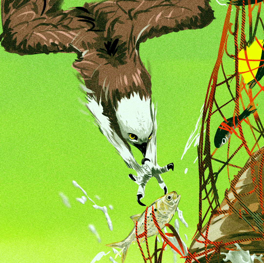 osprey.png