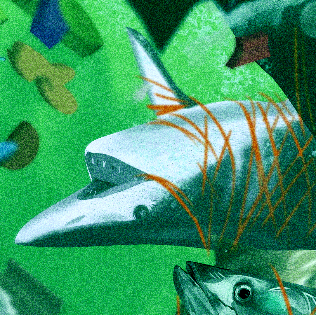 shark.png