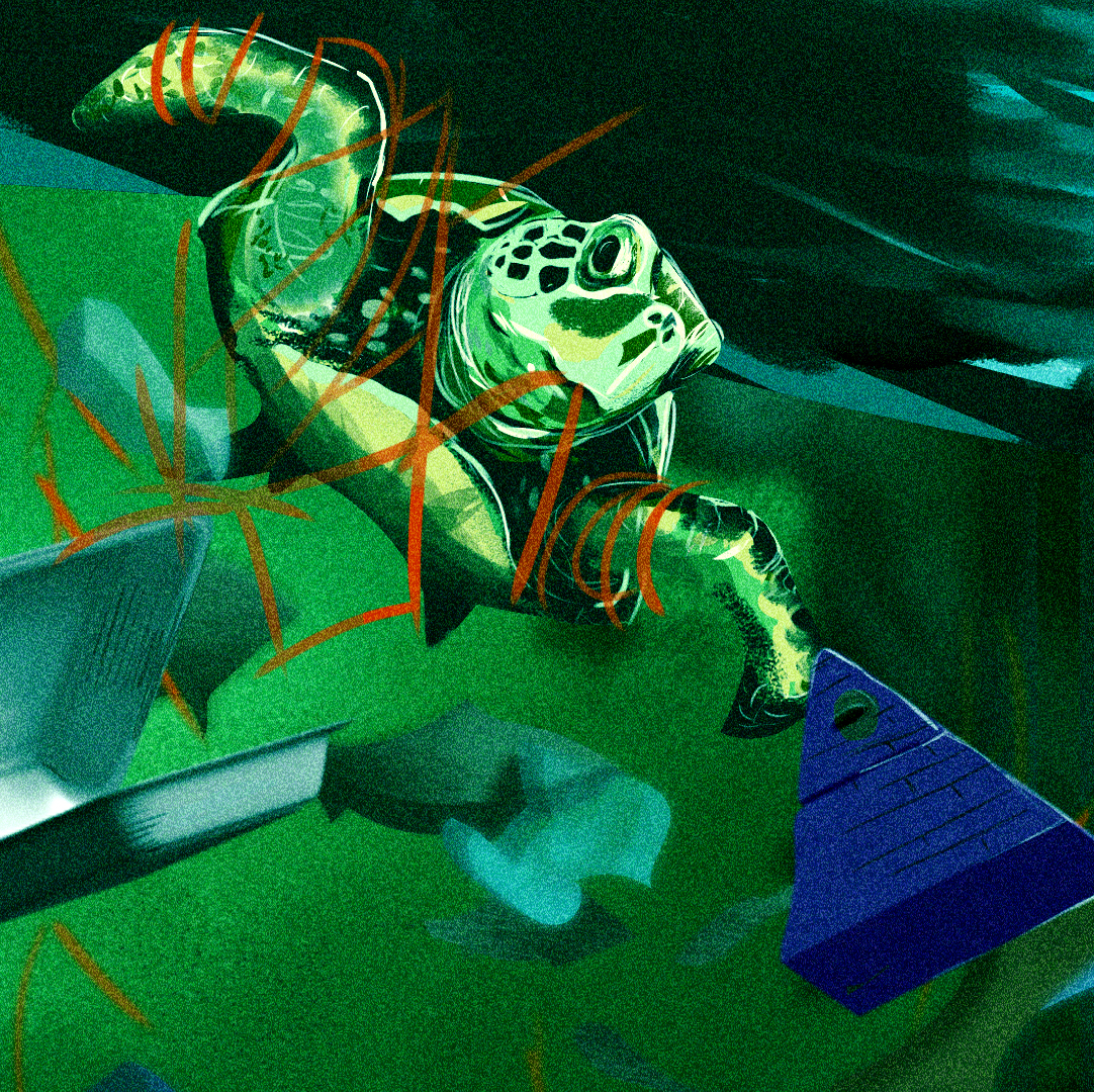 tortuga.png