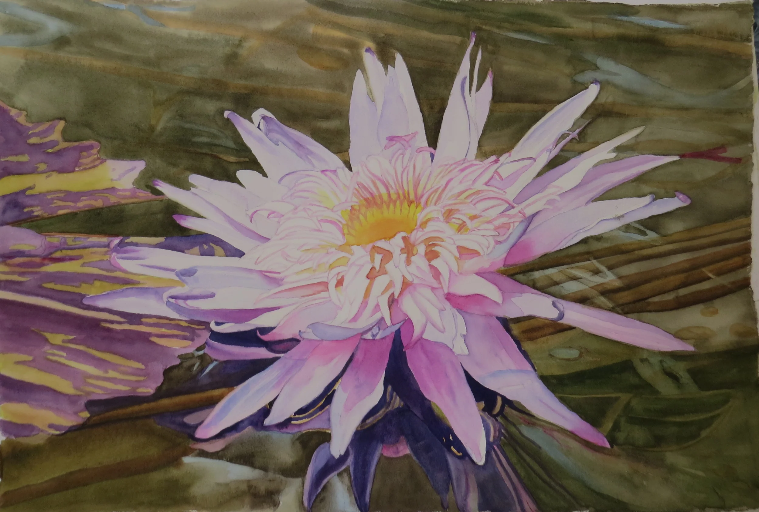 281Lotus.JPG