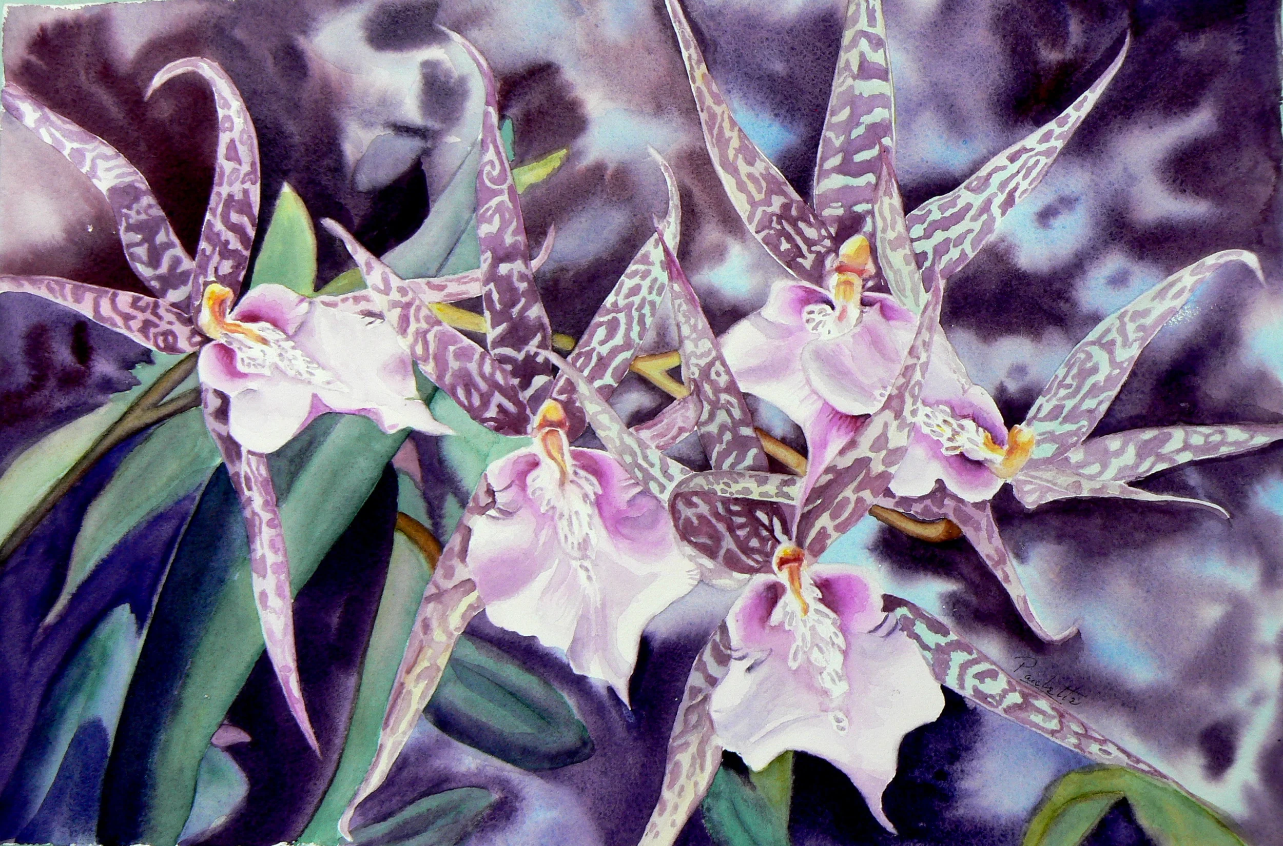 LEOPARD ORCHID.JPG