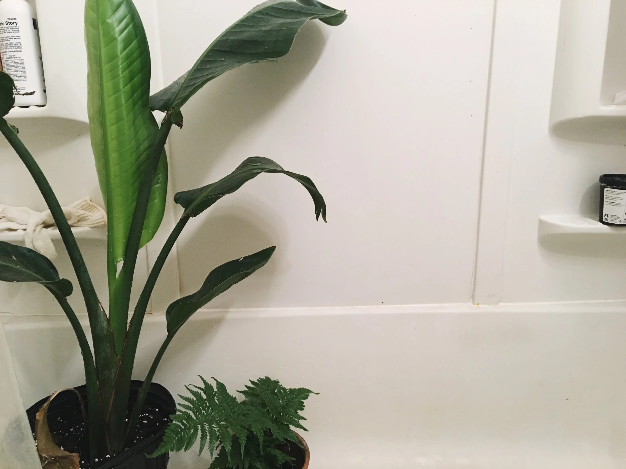 in the center is the new blooming leaf