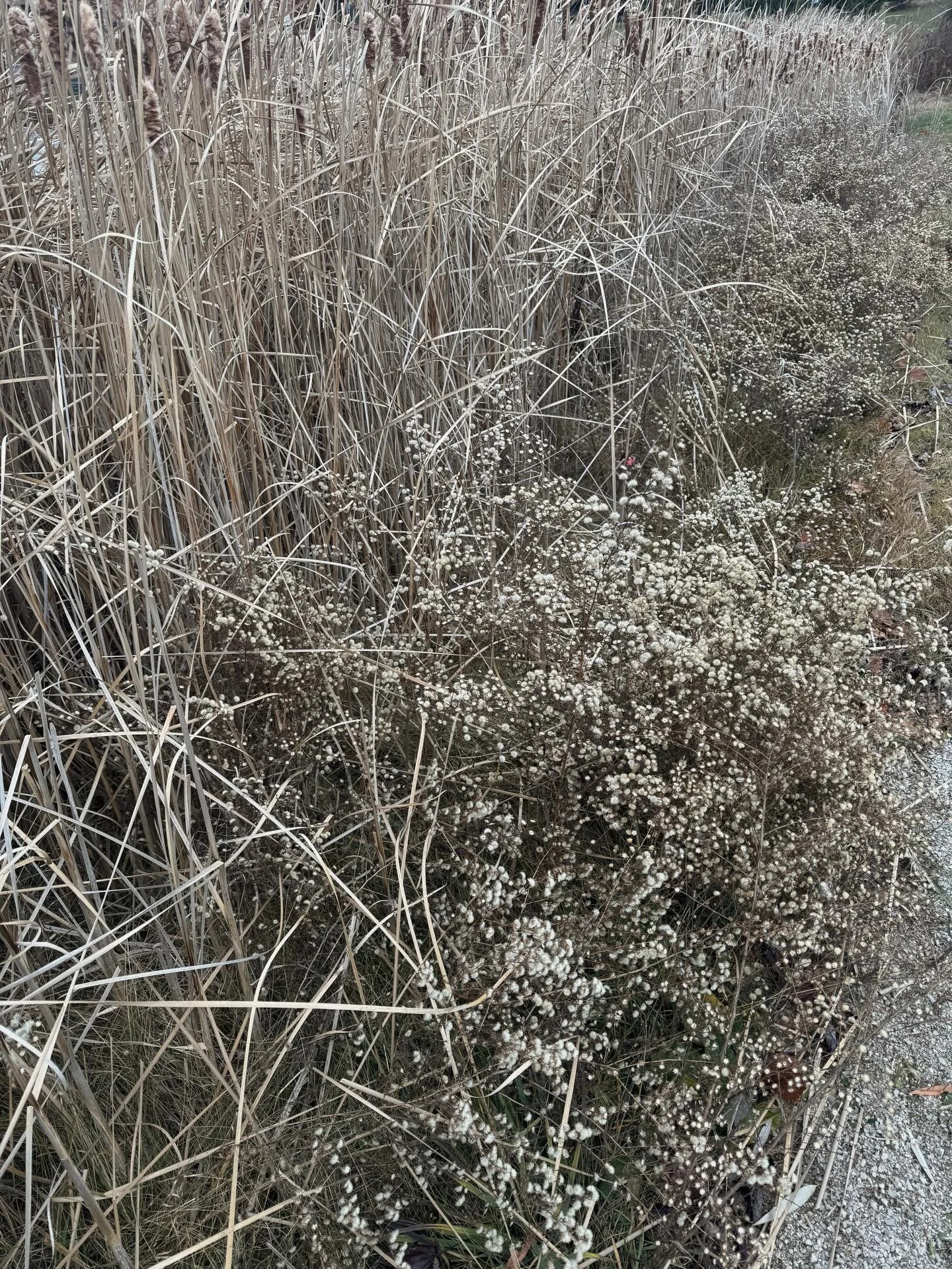 nature walk stems &mdash; this is my fav time of year in MI bc the earths palette is 😍