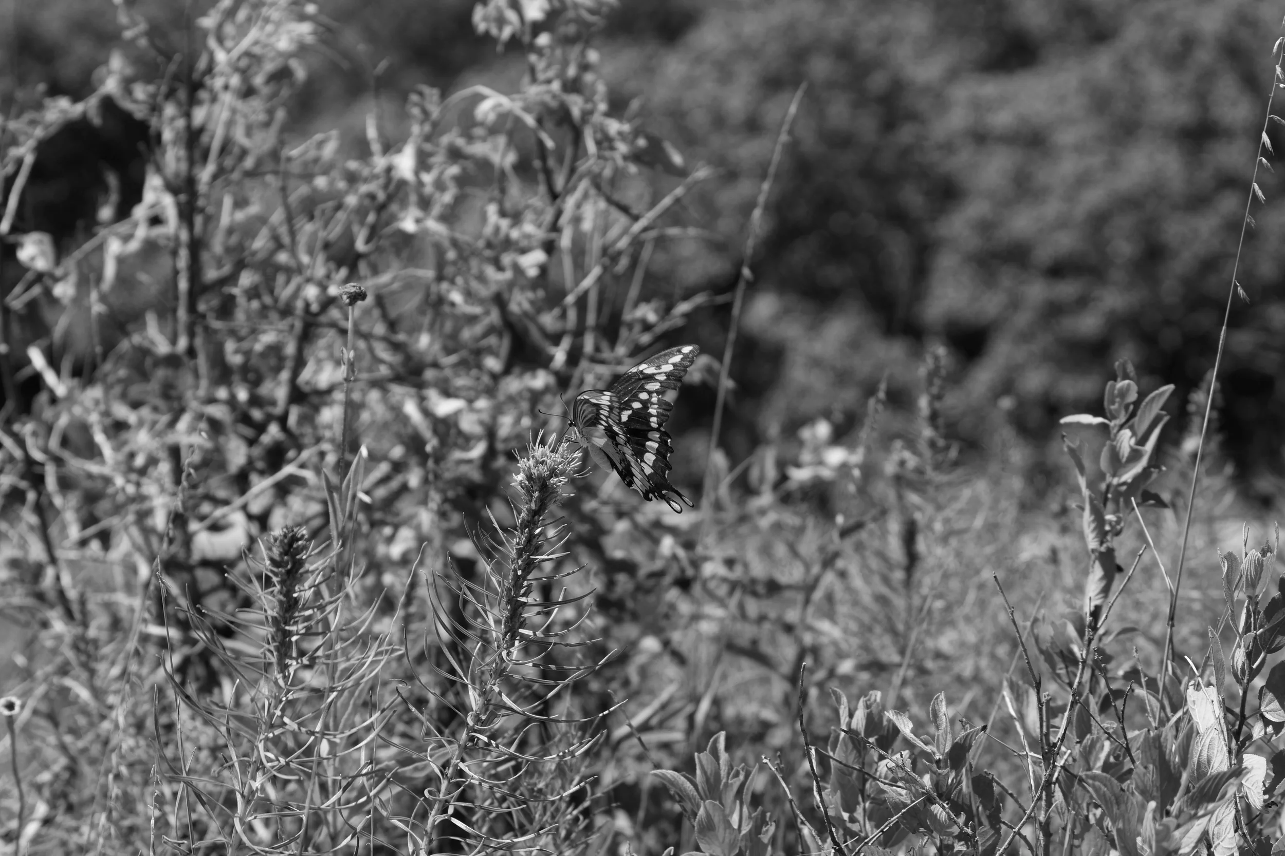 Butterfly, Alma KS, 2014