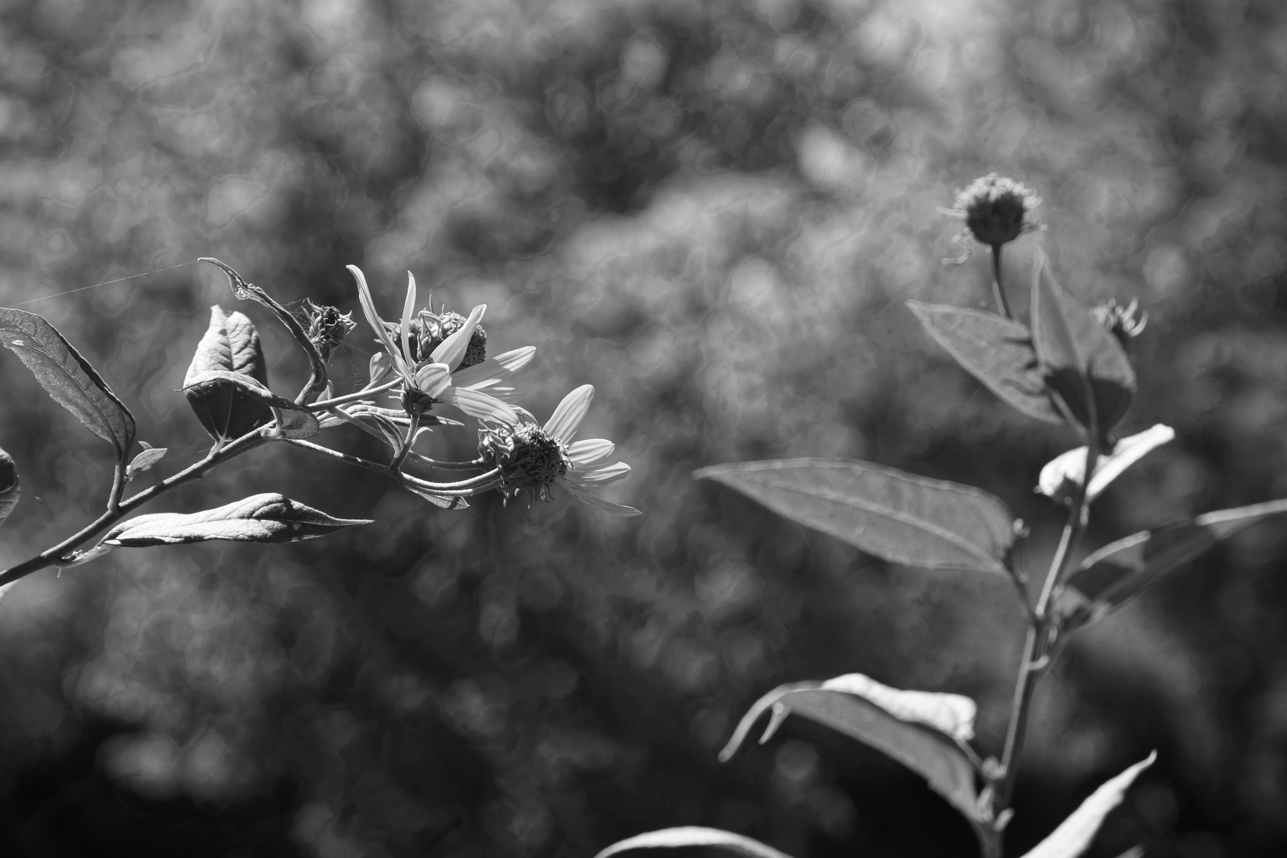 Flower Buds, Alma KS, 2014
