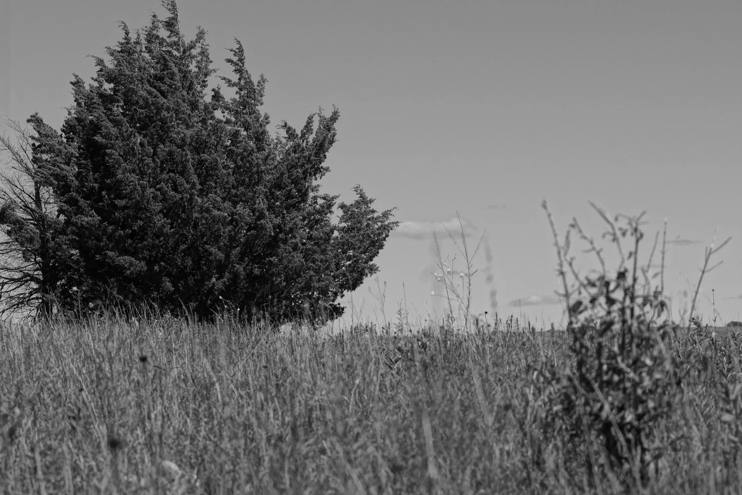Tree in a Field, Alma KS, 2014