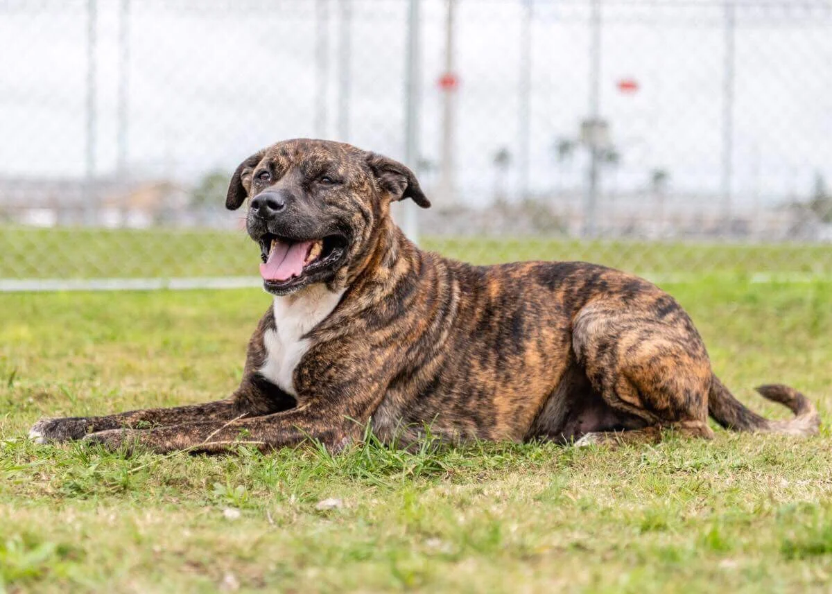 Key Melanie's dog.jpg