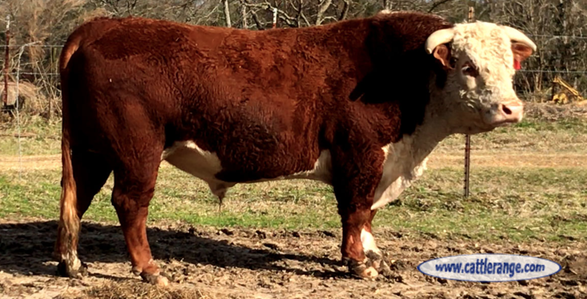 Photo credit: www.cattlerange.com