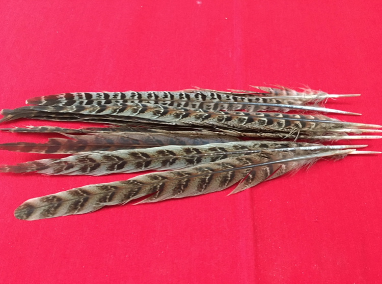 feathers