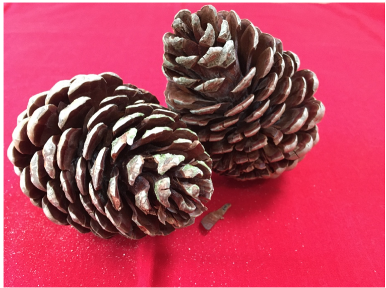 pinecones