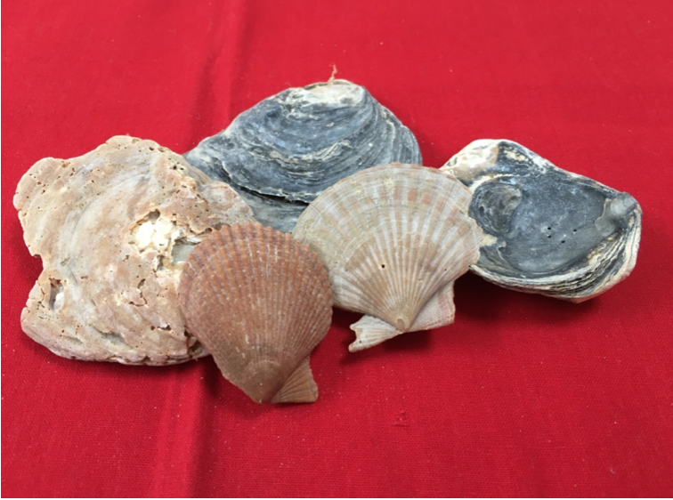 various sea shells