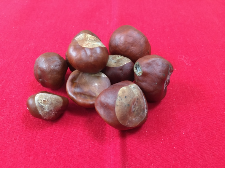horse chestnut tree "conkers"