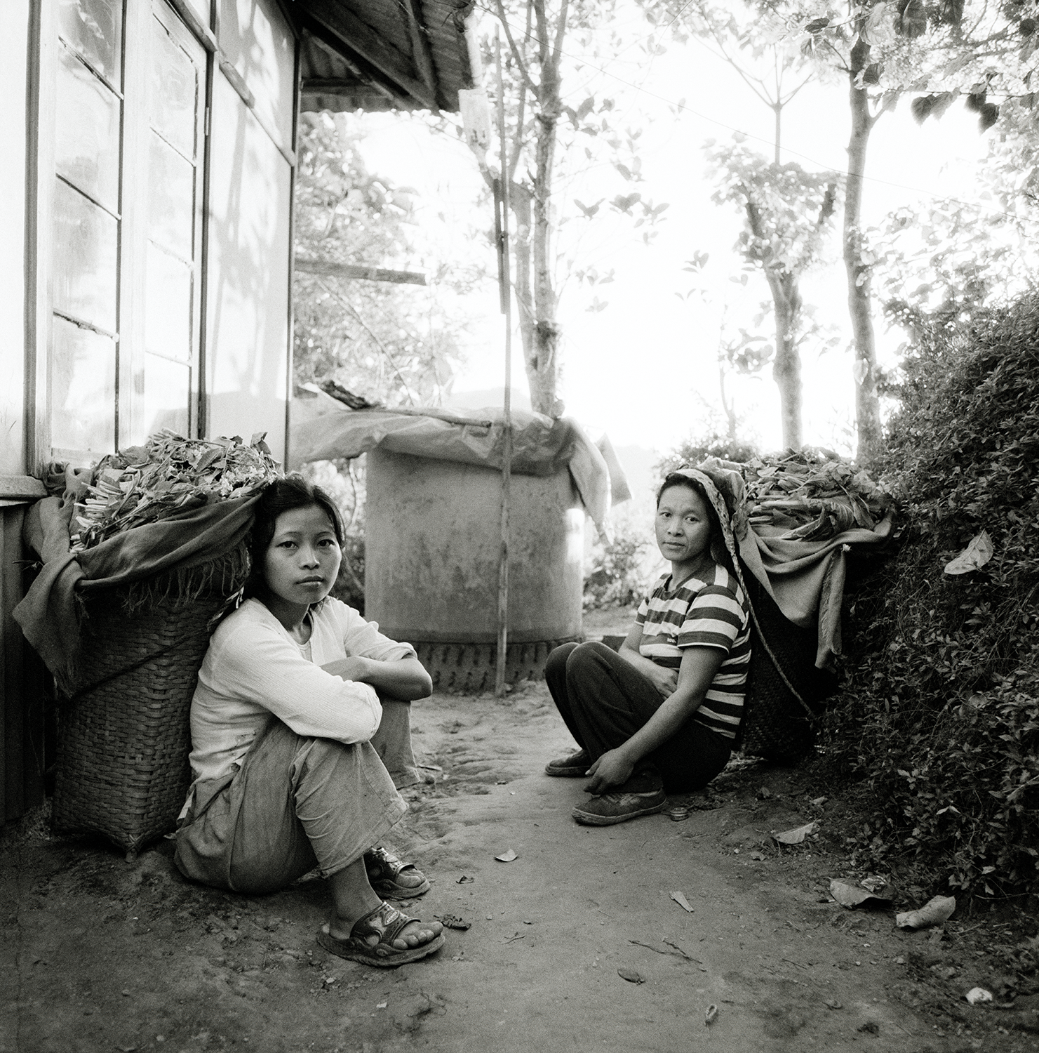 Tea Gatherers’ in Late Afternoon- Environs of Aizwal, Mizorim, India 