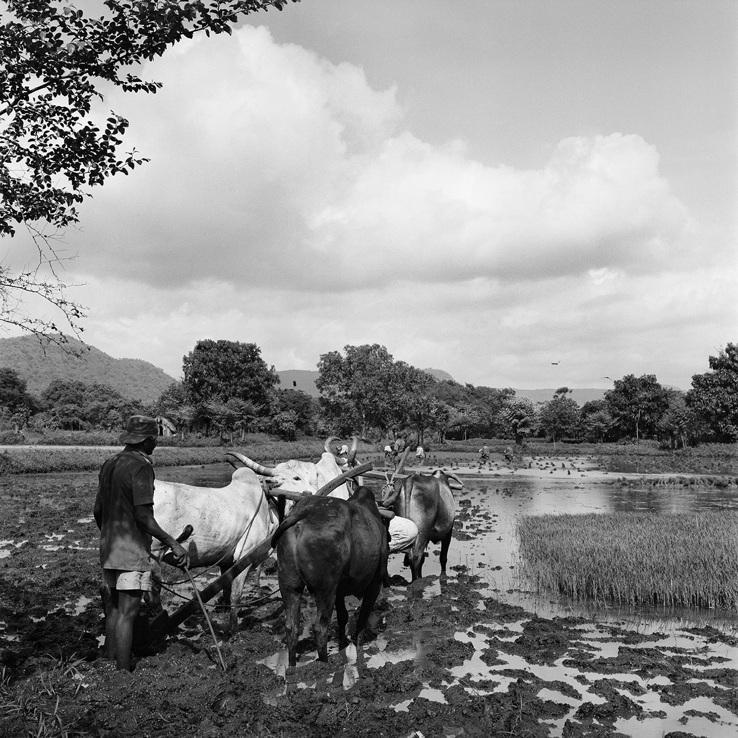 Irrigating Rice Fields- Revanda, India