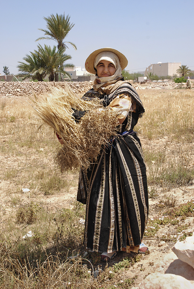 Berber Woman Collecting Wheat- Djerba, Tunisia