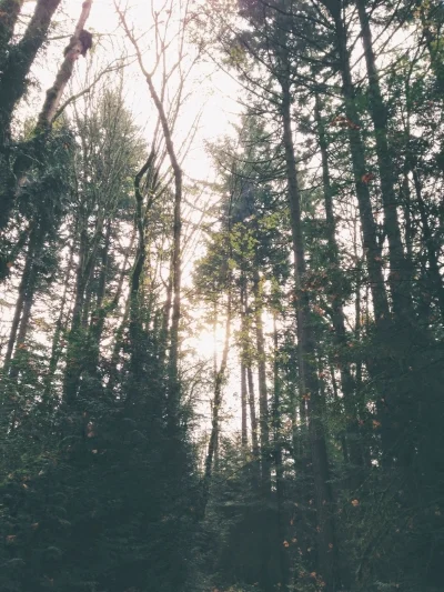 spending quiet time in the woods is a great way to listen