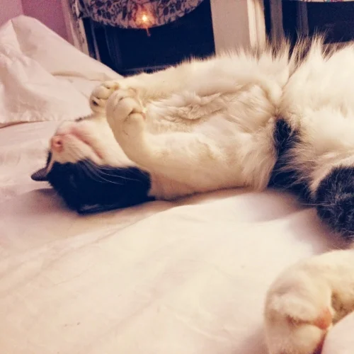 Moose, the cat, who tells me no lies.