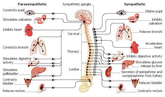 The Nervous System (does not lie)