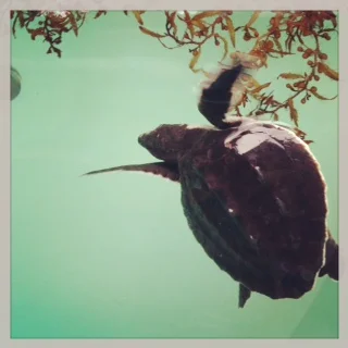 gabriellehopp_turtle.jpg