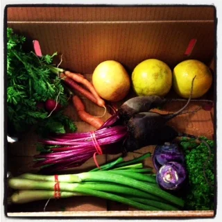 gabriellehopp_veggies.jpg