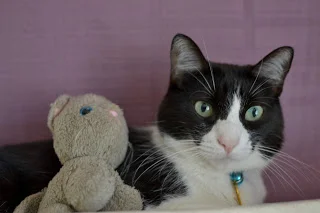 3-legged cat!