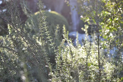 Wild rosemary in the sun. Looking good
