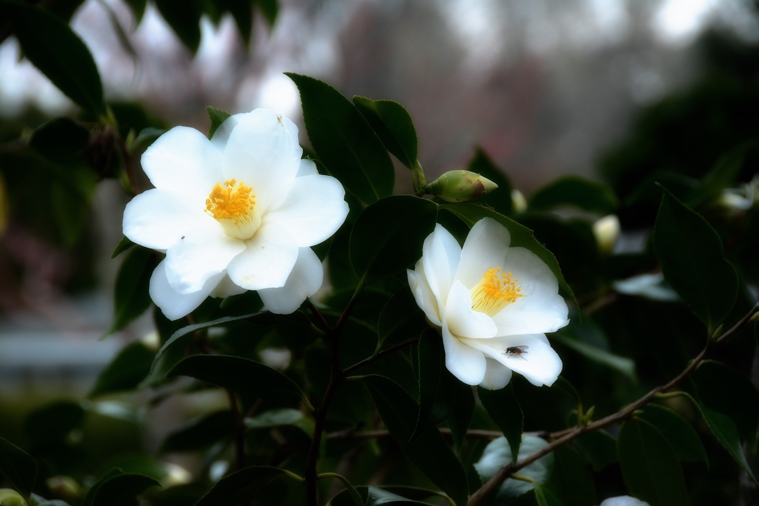 Camellia japonica 'Lily Pons'