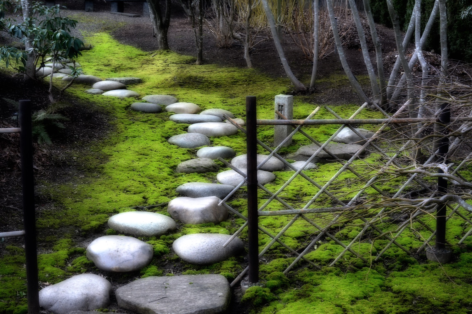 The Dewy Path