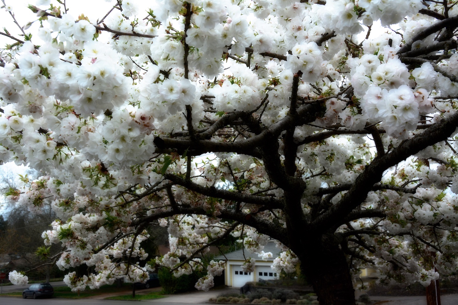 Mt. Fuji cherry