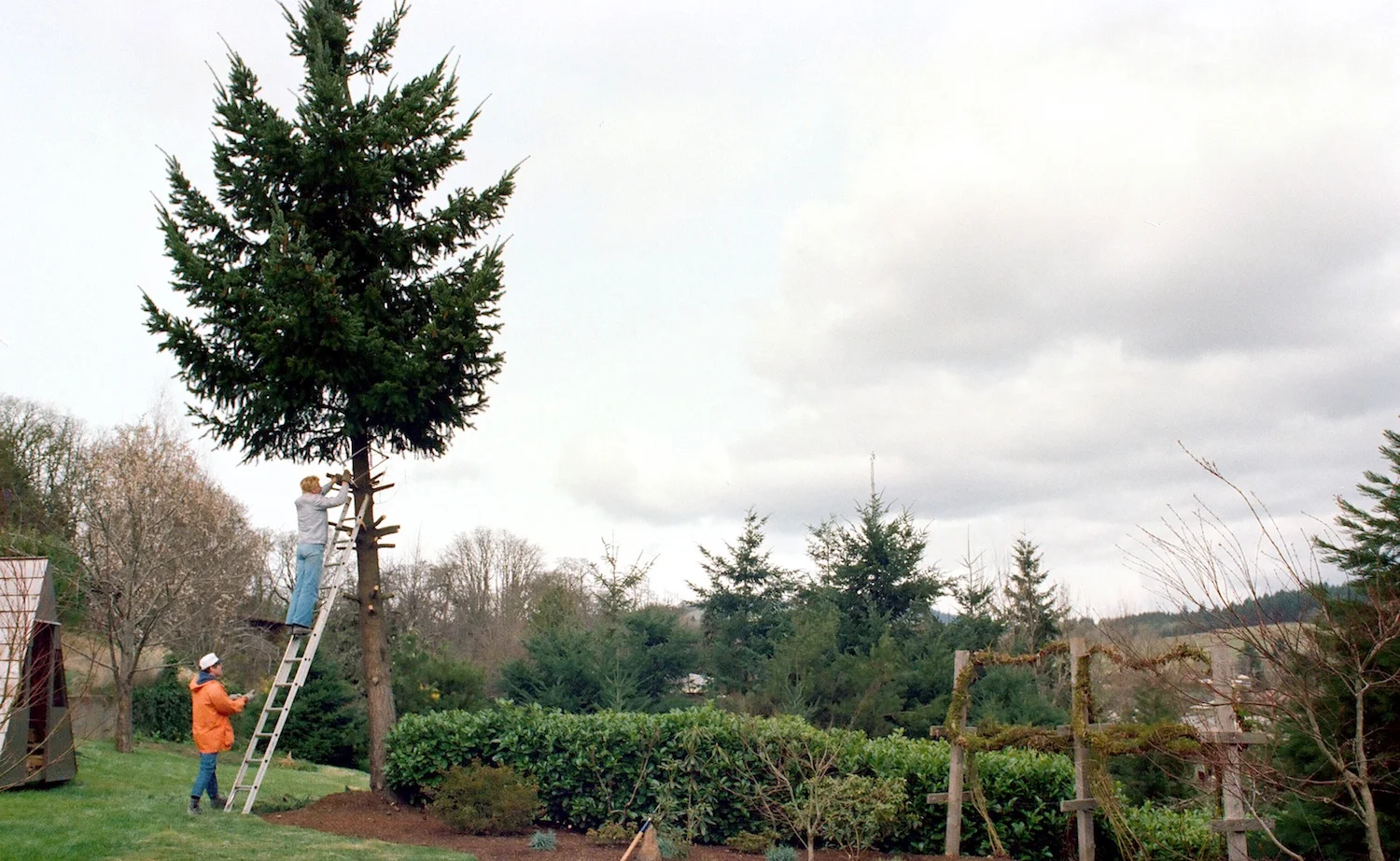 The tree seemed small and manageable--until we undertook its removal!