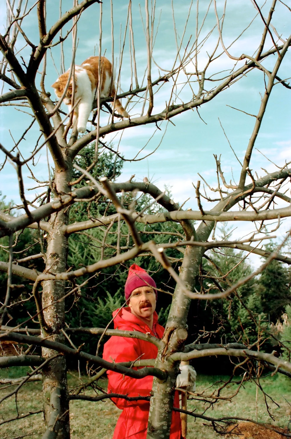 Apple tree pruning accommodated Archie's favorite fantasy: Big cat in charge of the forest!