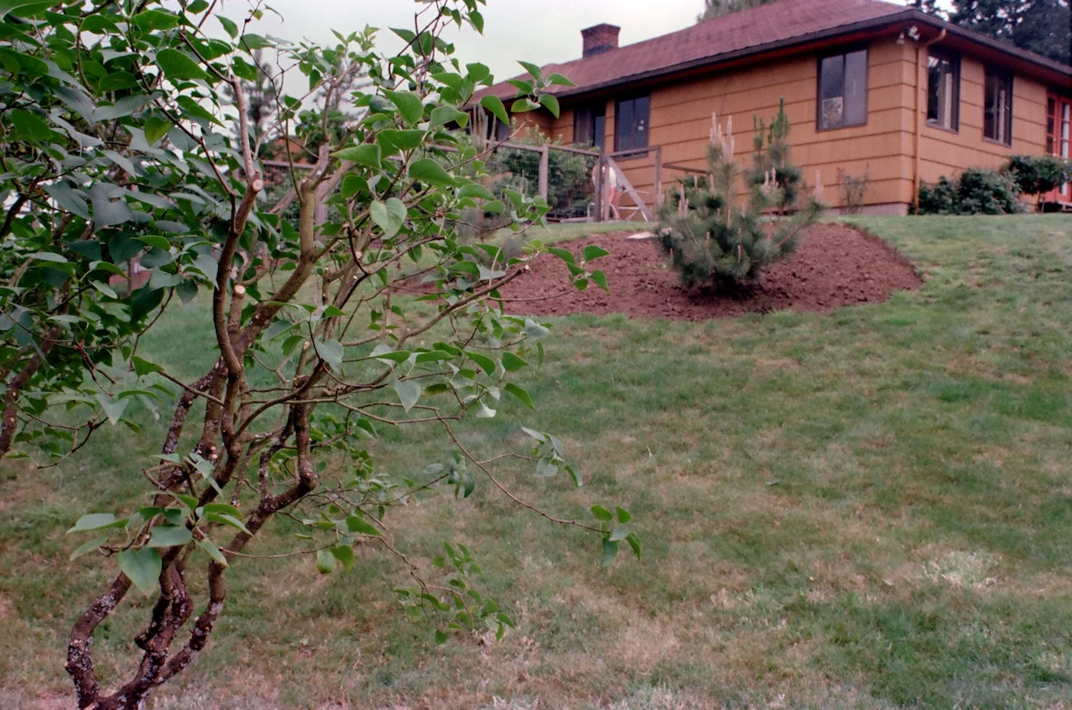 What had been the location of the alder is here the establishment of the black pine bed, a centerpiece of today's garden.