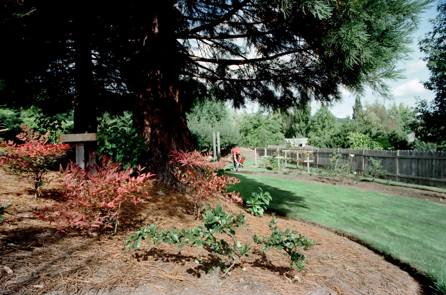 Under the sequoias, looking north into what is now the Lower Flat Garden.