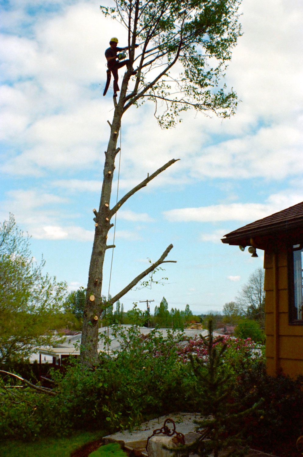 From this experience removing the alder, we embraced Rich Holmes as our arborist for the rest of his career.