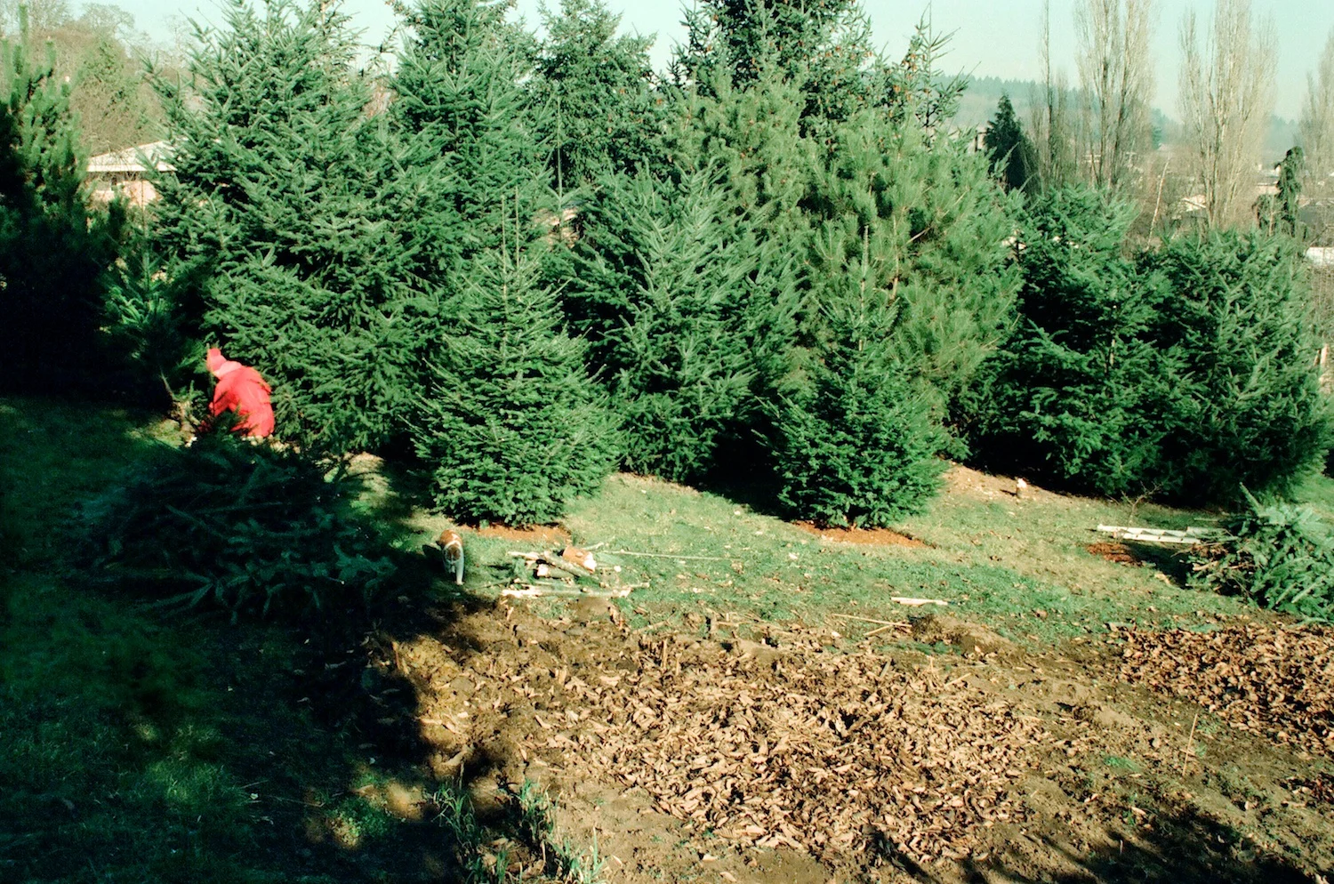 Ultimately, we removed and replaced all of the firs and pines near the north property line.